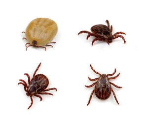set mite parasitic insect collection