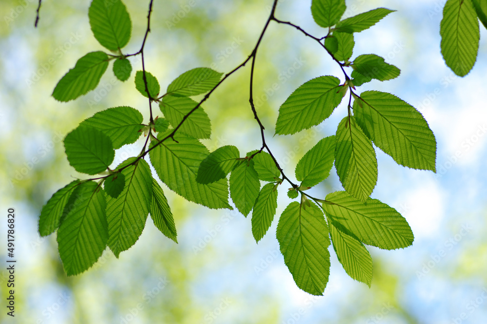 Wall mural green leaves plants nature spring background at