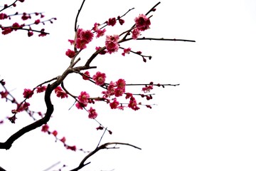 Japanese plum blossoms blooming in spring