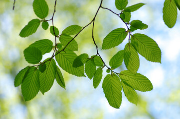 Green leaves plants nature spring background at