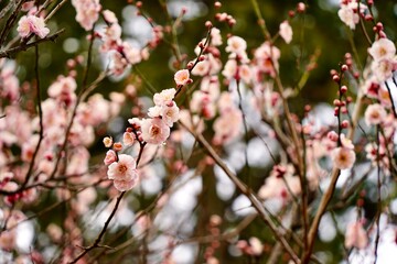 Japanese plum blossoms blooming in spring