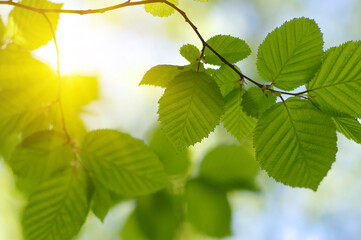 Green leaves plants on sun in nature