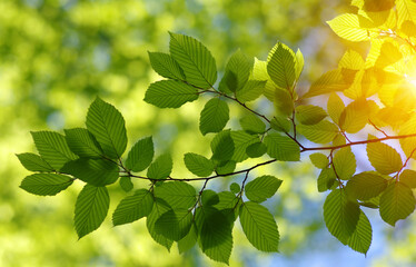 Green leaves plants on sun in nature