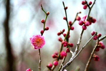 Japanese plum blossoms blooming in spring