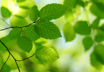 Green leaves background on forest