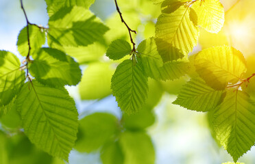 Green leaves plants on sun in nature