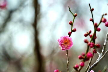 Japanese plum blossoms blooming in spring
