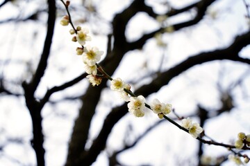 Japanese plum blossoms blooming in spring