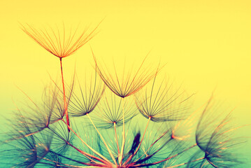Fototapeta na wymiar Dandelion flower background closeup