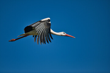 Flying stork on the way to its nest
