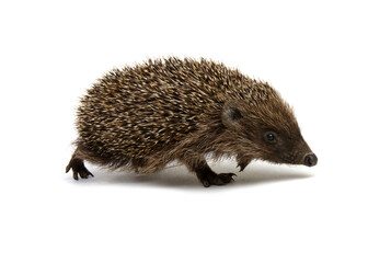 Hedgehog  isolated on white