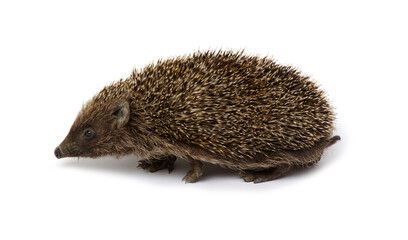 Hedgehog  isolated on white