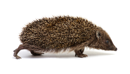 Hedgehog  isolated on white