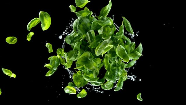Super slow motion of rotating basil leaves with splashing water isolated on black background. Ultimate perspective and motion. Filmed on high speed cinema camera, 1000 fps.