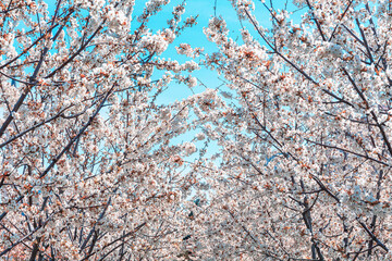 cherry tree and flowering image
