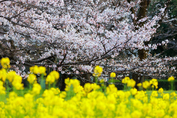 桜と菜の花