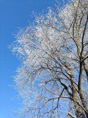 snow covered birch tree at sunny winter light on clear blue sky background, view from under.
