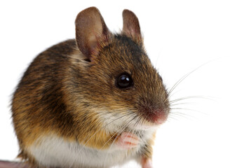 Mouse isolated on white