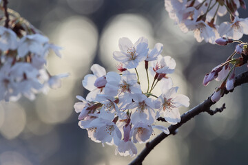 桜の房