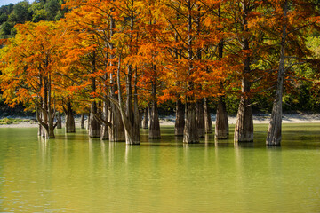 Swamp cypress Taxodium - bare cypress. Rd and orange cypress needles are reflected in turquoise-colored lake in Sukko near city of Anapa. Autumn landscape. Nature background.