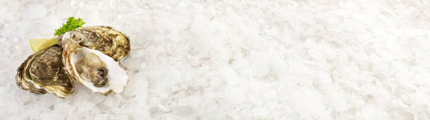 Austern in der Schale mit Zitrone auf Eis isoliert auf weißem Hintergrund - Panorama