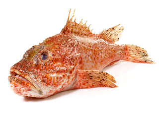 Drachenkopf - Skorpion Fisch Freigestellt