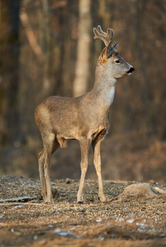 Roebuck in the forest at sunset © Xalanx