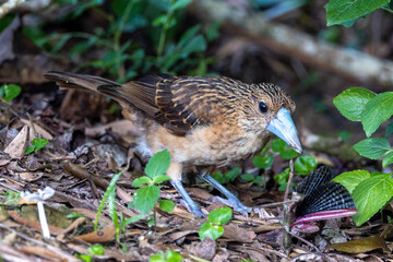 Juvenile Black Butcherbird in Queensland Australia