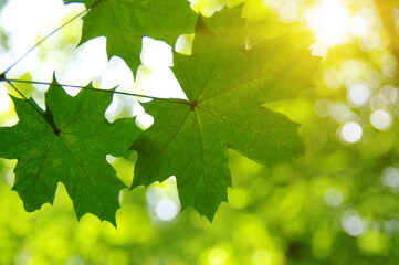 Green leaves and sun