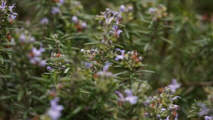 ボタニカルヴァイオレット（botanical violet）