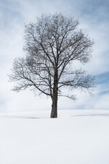 Un arbre seul dans la neige au somment d'une colline dans les alpes