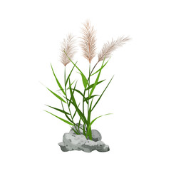 Hand drawn reed or pampas grass surrounded by gray stones.
Cane silhouette on white background. 
Border or frame of green plants.