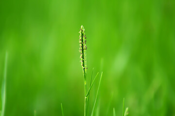 Green background and a grass flower