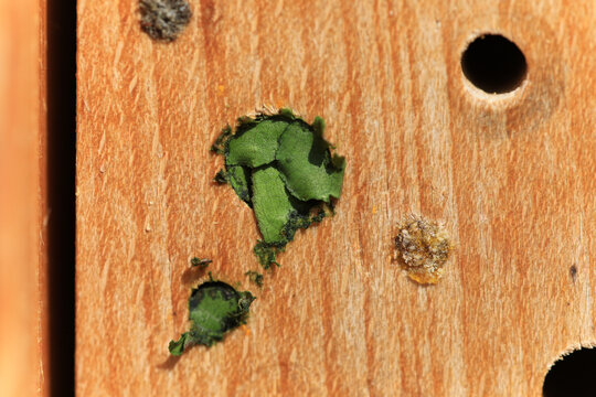 Ansicht auf ein selbst gebasteltes Bienenhotel mit einer mit Bl&auml;ttern und Harz verschlossenen Leger&ouml;hren die Wildbienen schon verschlossen haben.