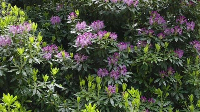 wide pan of a flowering purple rhododendron at the springs on mt wellington in tasmania, australia