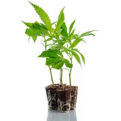 Stecklinge Hanf CBD