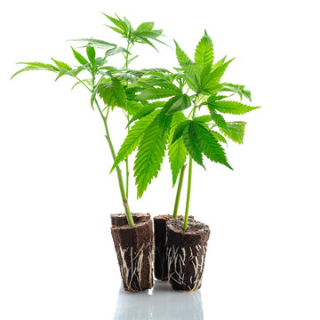 Stecklinge Hanf CBD