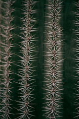 kaktus symetria minimalizm 