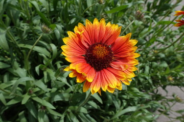 Closeup of red and yellow flower of Gaillardia aristata in June