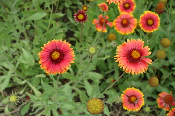 Couple of red and yellow flowers of Gaillardia aristata in june