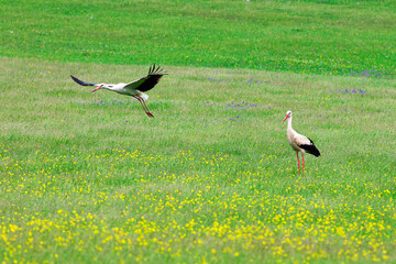 Obraz na płótnie Canvas two stork birds are feeding in green meadows