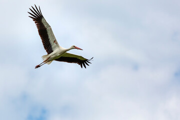 stork in flight