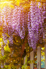 purple bunch of garden flowers. Wisteria sinensis