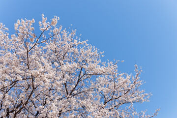 桜と青空