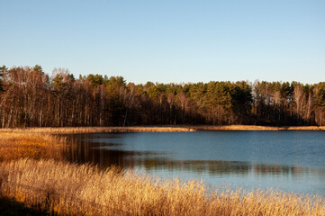 Blue river slow flowing across the fall forest with reflections of  trees such as pine, birch, larch and grass in the water. Autumn with blue sky above. Yellow, brown colors