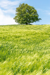 windy weather and green wheat field. single tree