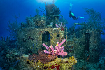 Colorful corals at a sunken ship wreck in the Bahamas, Caribbean, with a scuba diver in the...