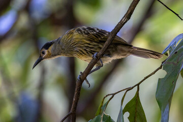Macleay's Honeyeater in Queensland Australia