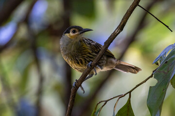 Macleay's Honeyeater in Queensland Australia