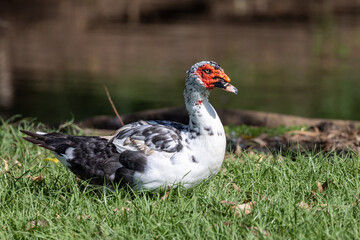 Muscovy Duck in Queensland Australia